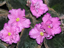 Сорт Buckeye Colossal